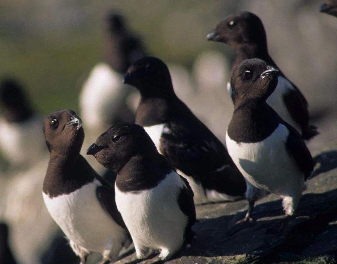 北极圈的因纽特人吃海雀,北极因纽特人吃腌海雀迫不及待