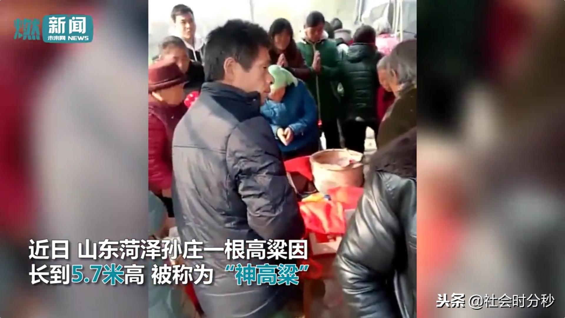 山东5.7米“神高粱”引来村民烧香跪拜警方：是迷信已铲除