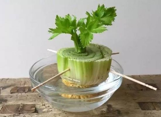 这几种盆栽可不能随便养,十大适合懒人种植的盆栽