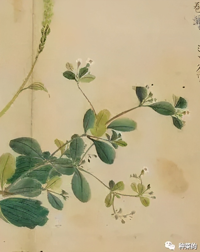 诗经中的卷耳和苍耳哪个好,卷耳和苍耳是一种吗