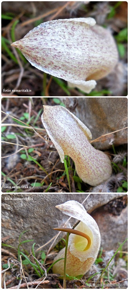 香气迷人的植物,有独特香气的植物
