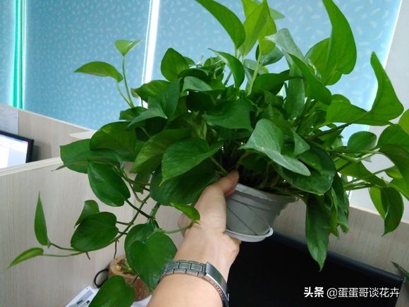 绿萝秋天怎么养才能更旺盛,绿萝绿植怎么养才能更旺盛
