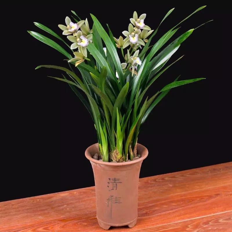 十二生肖对应的幸运花是什么花,十二生肖各该种什么花