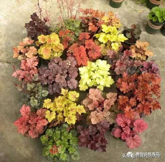 4种耐阴花好看好养活室内也能开,和绿萝长得很像耐阴的植物