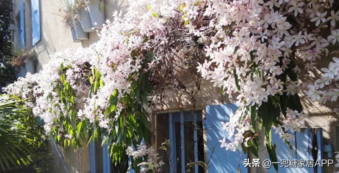 开花植物店铺推荐,适合店铺开花植物