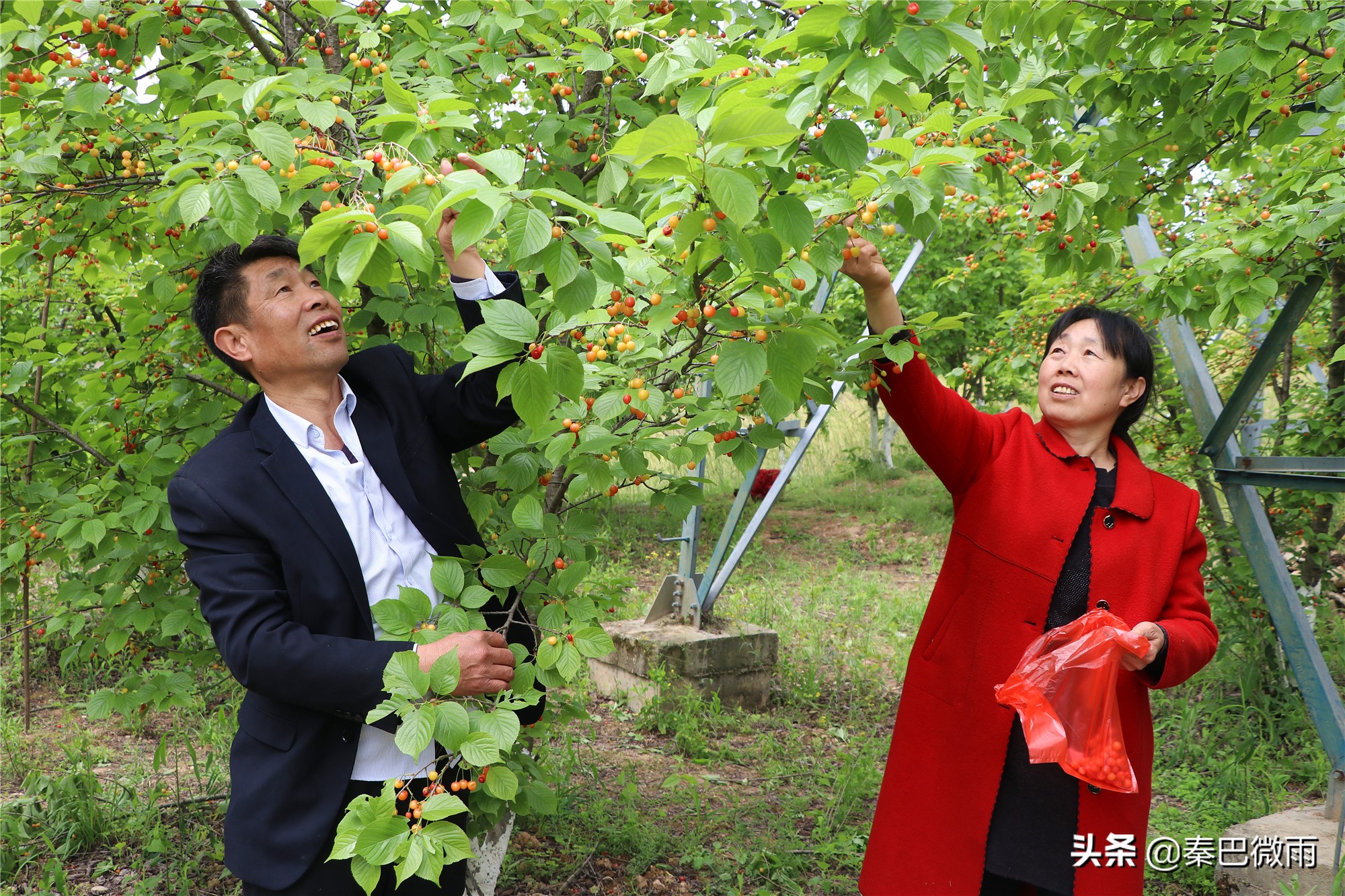 安康旬阳段家河樱桃湾,旬阳市段家河镇樱桃熟了