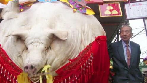 如果一头猪一辈子不杀能长多少斤,如果猪一辈子不杀究竟能长多大