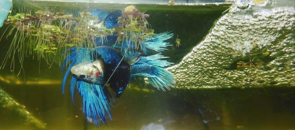 泰国斗鱼繁殖温度应该是到多少,公泰国斗鱼和母中国斗鱼繁殖