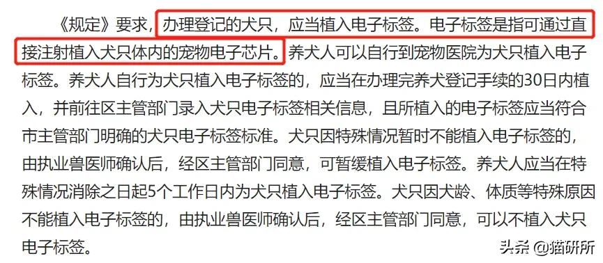 宠物猫植入芯片有什么要注意的,猫咪植入芯片注意事项