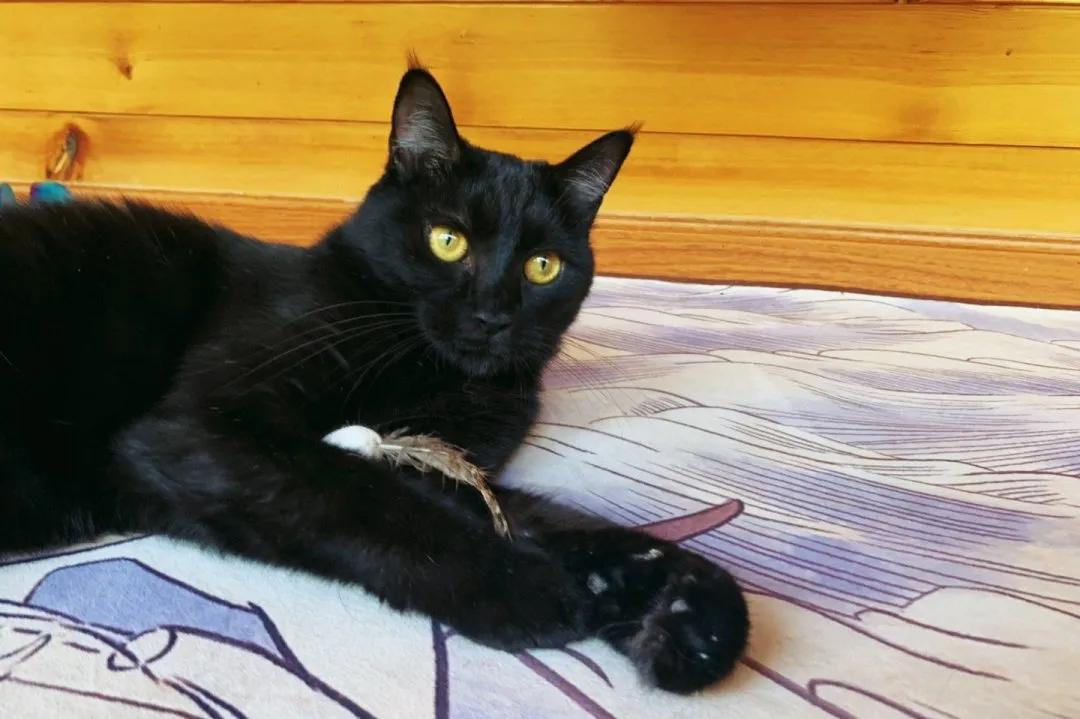 视力不好可以养黑猫吗,眼神不好的千万别养黑猫