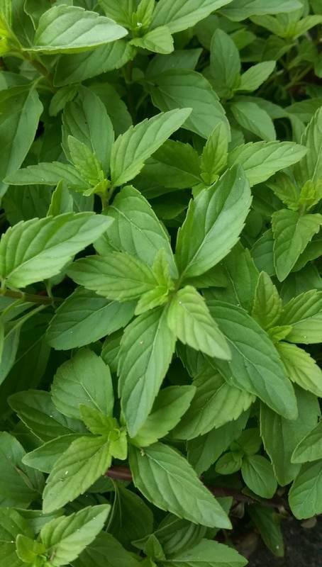 香草花园（1）|享用采摘薄荷和使用新鲜香草来调味乐趣