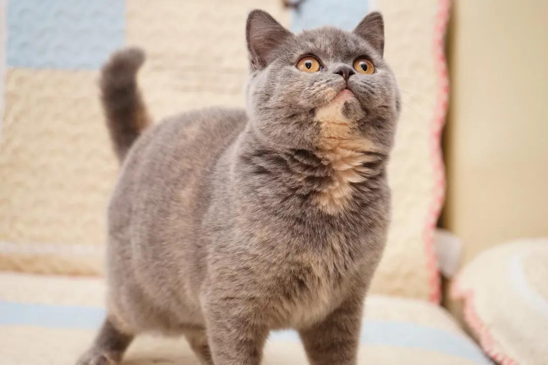 秒懂内涵填空,英短的颜色有多少种