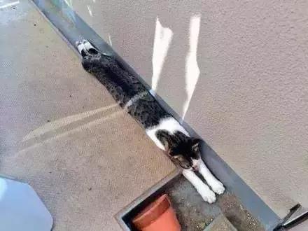 “液体”做的猫究竟可以拉多长？得知真相后，网友纷纷直言：变态