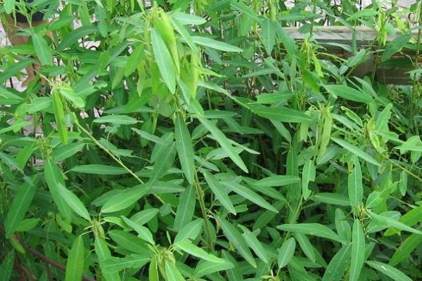 自然界嘴巴奇特的十种动物,十种奇特的自然界植物图片