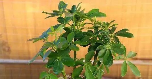 黄豆可以和淘米水放一起做花肥吗,淘米水如何用于养花教你一学就会