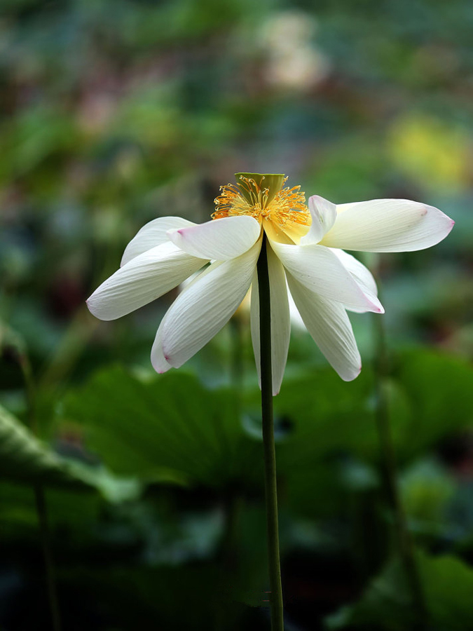 鹤城印象荷花图片,鹤城区看荷花