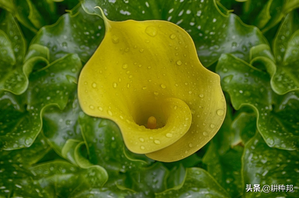 马蹄莲叶片发黄干枯易脱落，掌握这些技巧，叶片明亮油绿有光泽