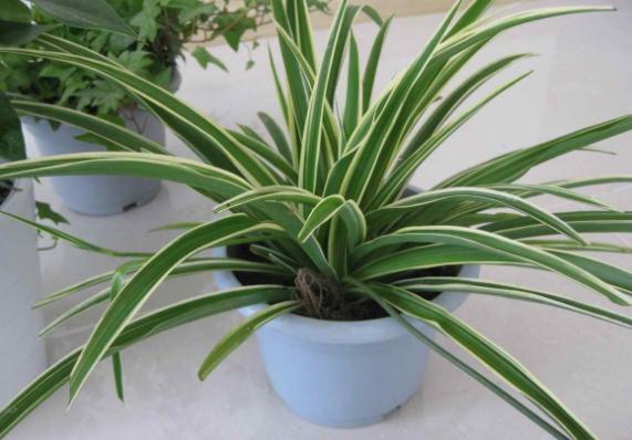 车间办公室盆栽布置照片,办公室的大盆栽图片大全