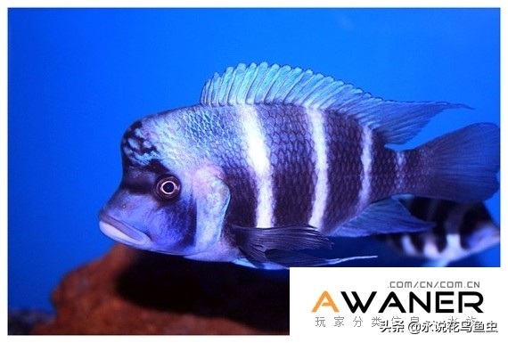 慈鲷品种及图片,慈鲷科都有哪些厉害的品种