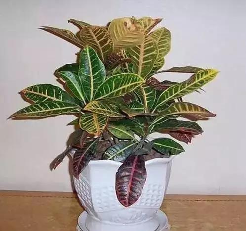 喜爱养花分享花卉盆栽养护知识,十种最香室内花的养护方法