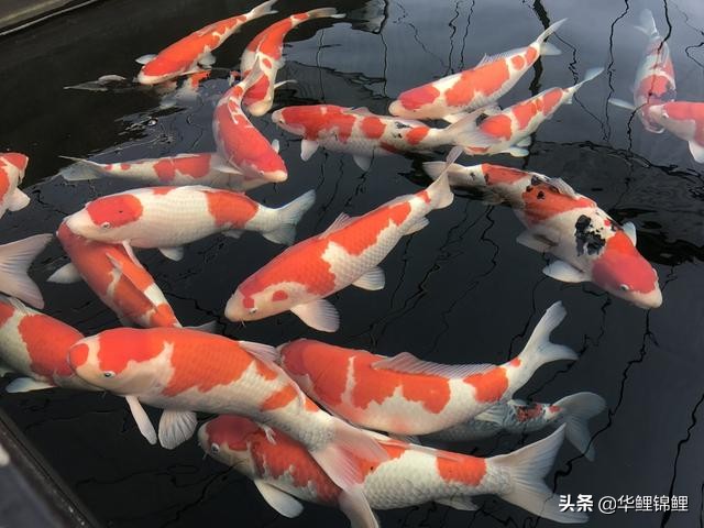 锦鲤鱼池怎样过滤水质好,锦鲤养殖溶氧率多少