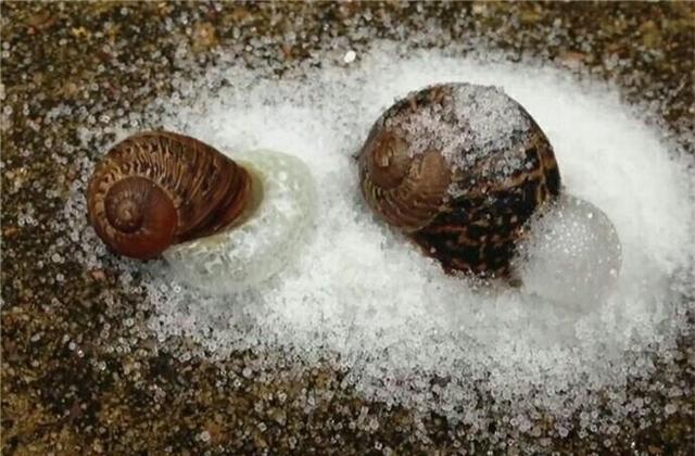 蜗牛碰到盐就会化水视频,为什么蜗牛碰到盐就会化成水
