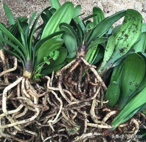 君子兰怎么养出宽大肥厚的叶片,君子兰怎么样养才长得茂盛