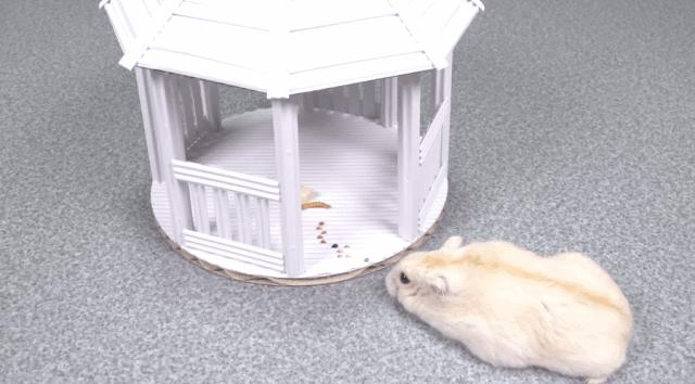 身价300万的仓鼠外网走红！住3层电梯豪宅，丰富娱乐，人不如鼠啊