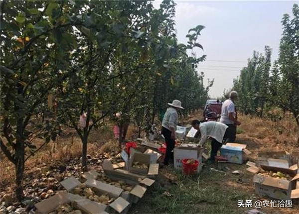 种植一亩地可以赚五万的果树,能卖到十元以上不愁销路的果树