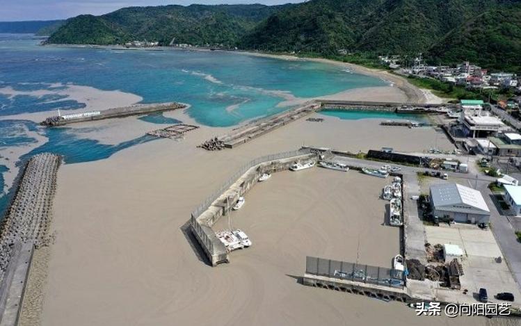 日本火山爆发，产生大量浮石，鱼腹塞满浮石，这种浮石2元一斤