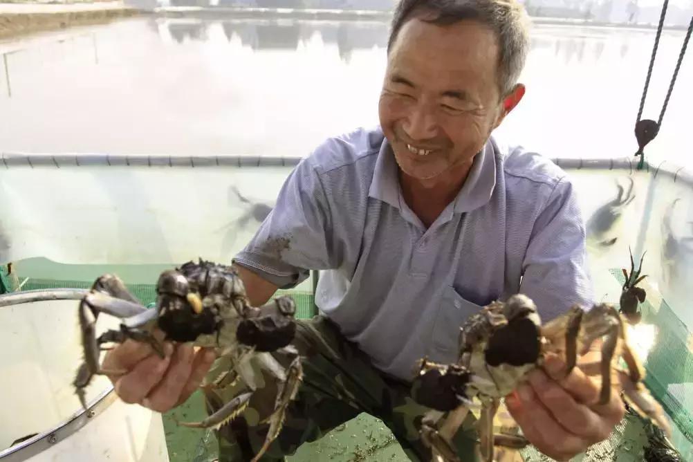 河蟹怎么挑选,河蟹怎么挑选上等