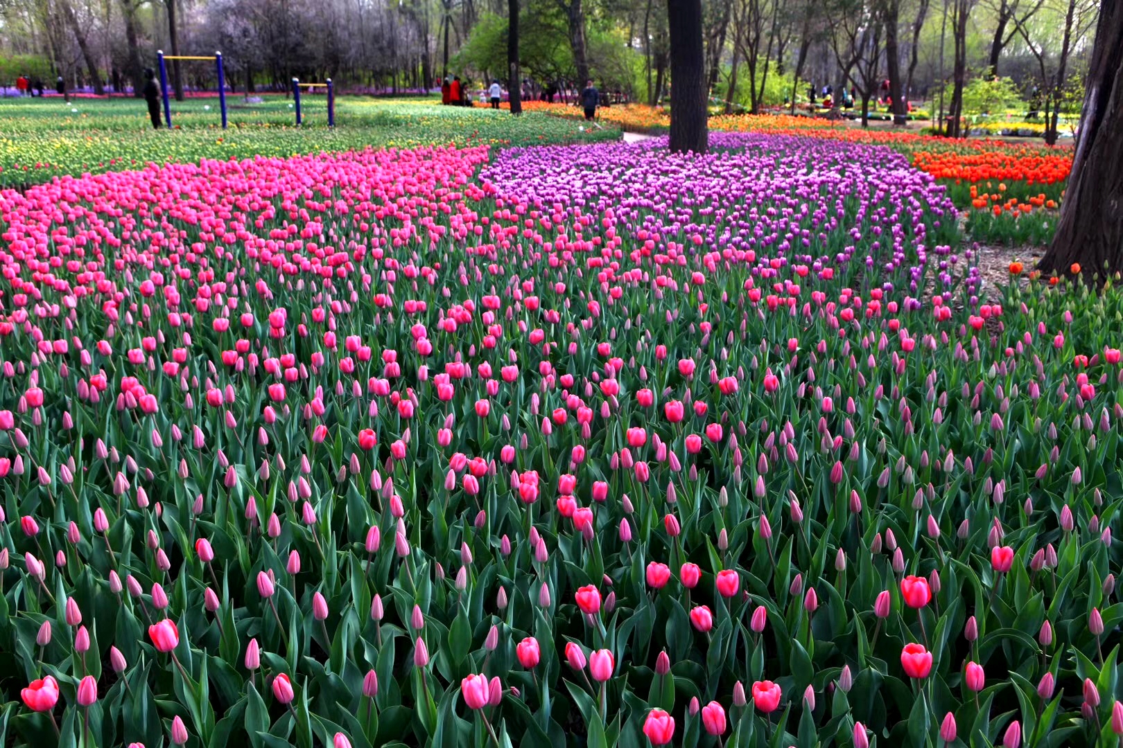 上热门来胶州郁金香花海赏花,胶州植物园郁金香盛开