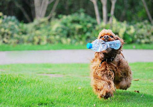 怎样挑选50天的泰迪犬,小型犬为啥不推荐泰迪犬
