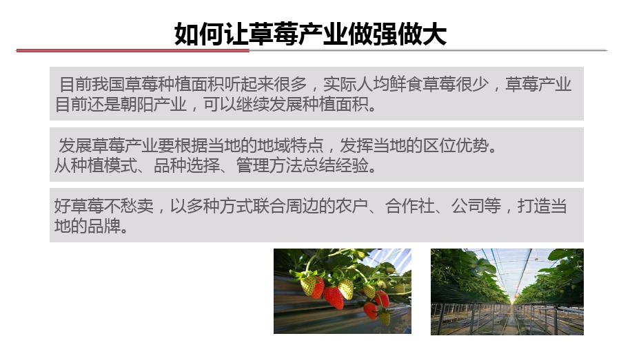 最近几年种草莓可以赚钱吗,今年种草莓你回本了吗