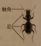 初中生物学业水平考试电子版,初中生物学业水平考试质量分析