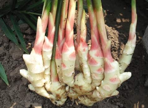 盆里放1块“生姜”，2个月长成盆栽，比月季好看，3个月后采摘！