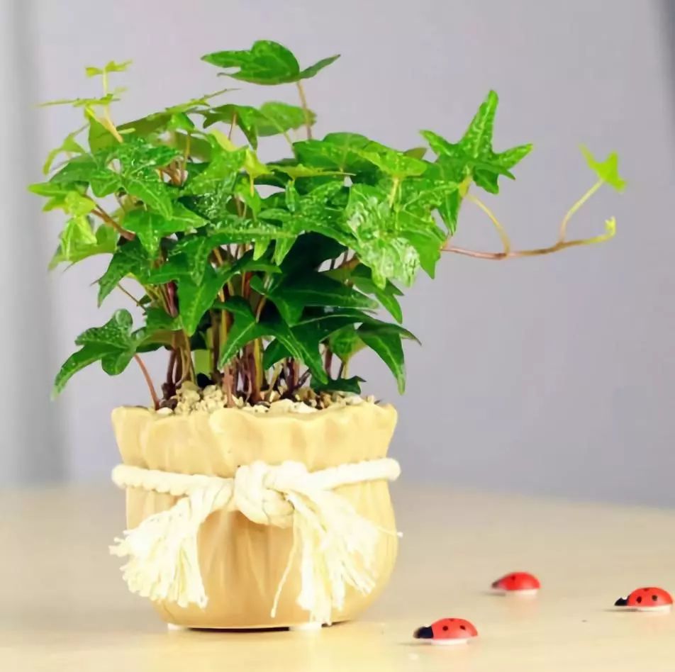 室内吸毒植物大全,七种具有吸毒功能的盆栽植物