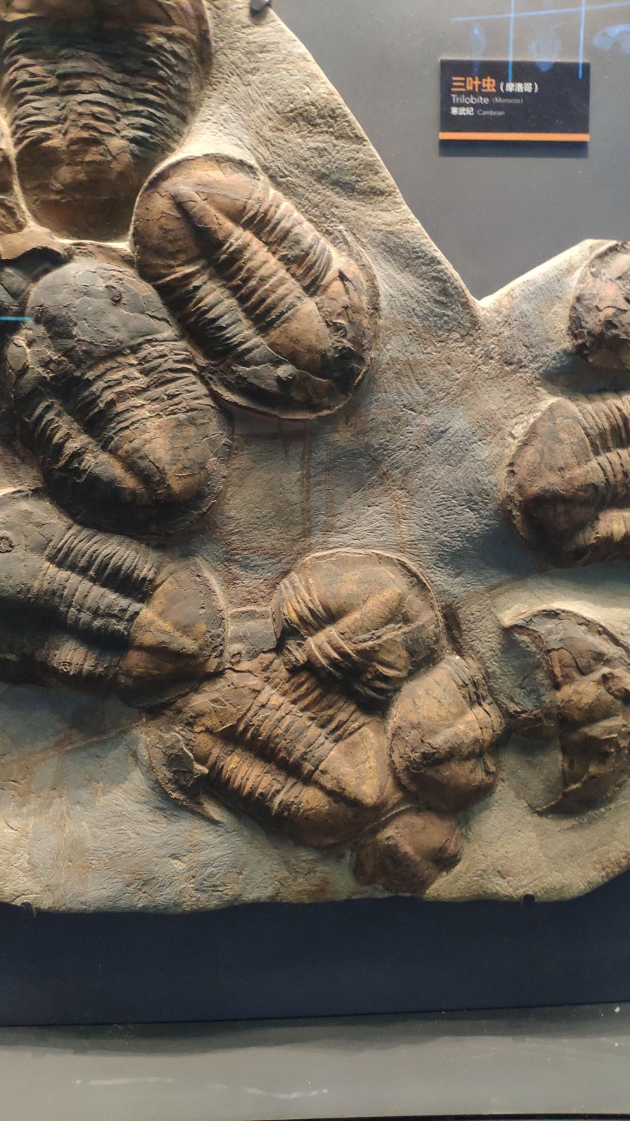 海洋博物馆带孩子游玩攻略,国家海洋博物馆最全攻略来了