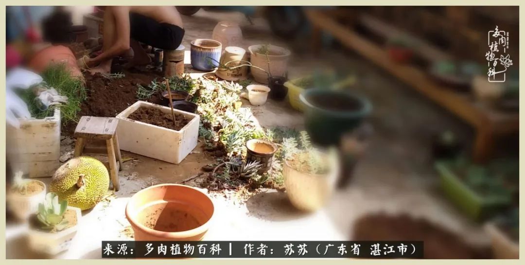 不要辜负与多肉的美好时光,多肉可以给人岁月静好的感觉