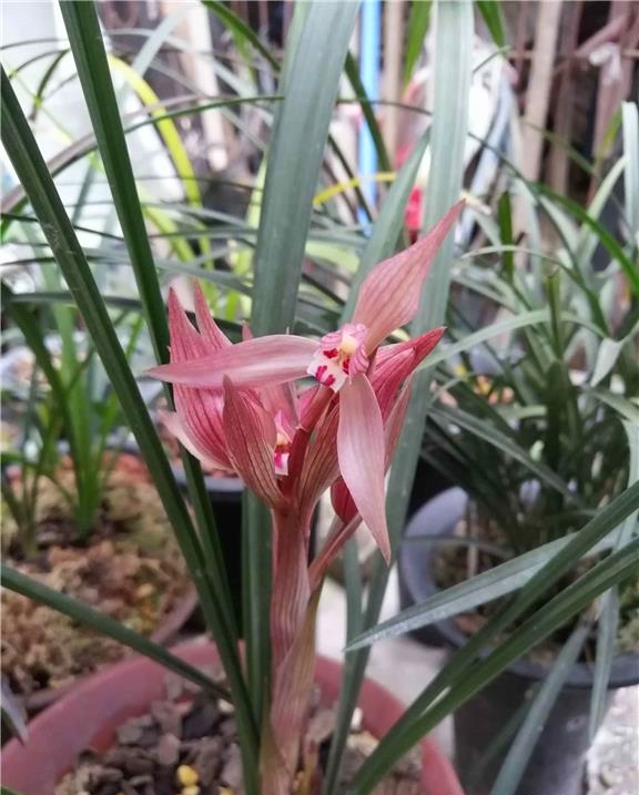 春剑叶子什么品种最好看,春剑最顶级值得养的品种