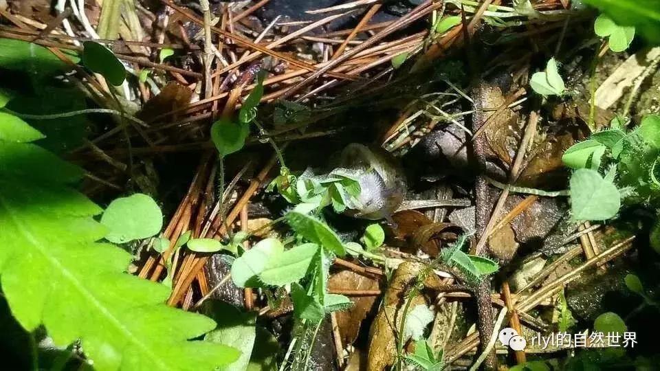 黄缘龟多大可以进环境造景,黄缘龟造景用陶粒还是火山石