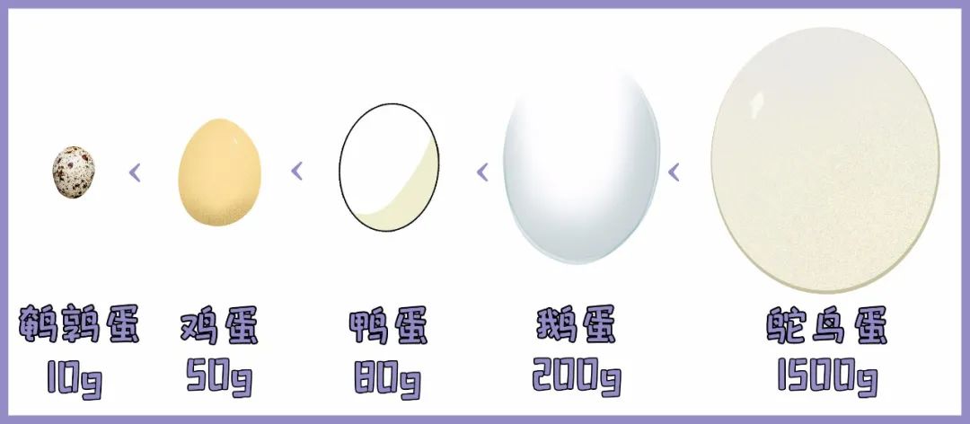 鸡蛋鸭蛋鹅蛋鹌鹑蛋哪个最有营养,鹅蛋鸭蛋鸡蛋鹌鹑蛋哪种营养丰富