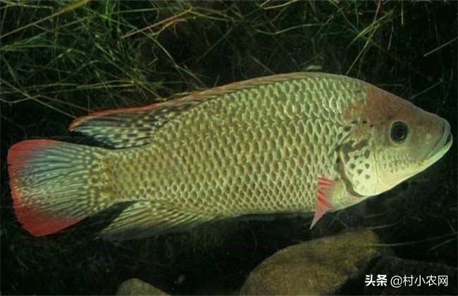 什么鱼养殖一年能长大一倍,养殖回报率最高的鱼