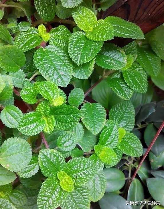 吸烟最怕的植物,宿舍养什么植物能除烟味