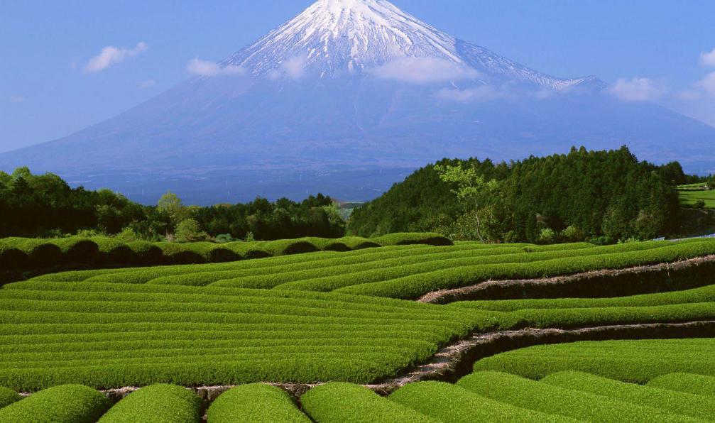 观察鹦鹉的作文300字,观察虎皮鹦鹉作文