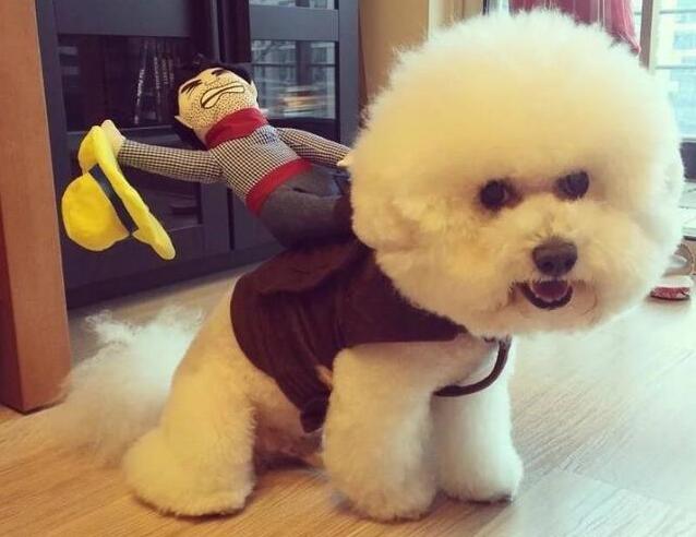 比熊犬动作语言,比熊犬的动作意思