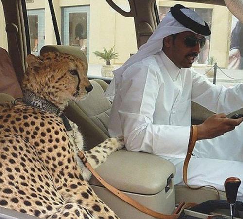 兰博基尼警车和迪拜警车,兰博基尼警车迪拜