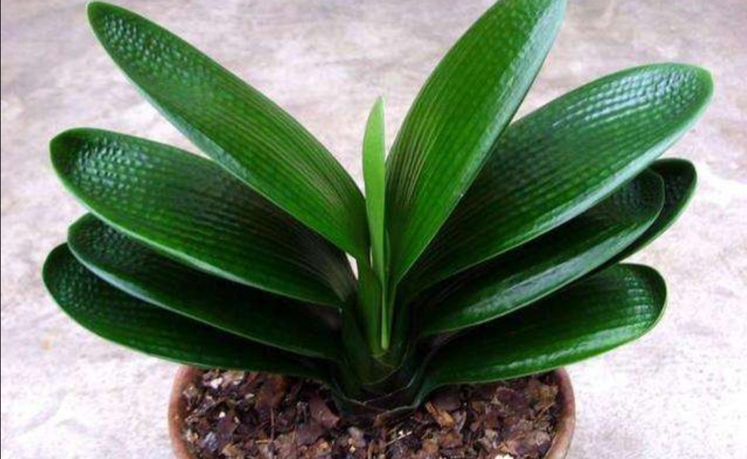 盆栽君子兰养殖方法和技巧,新手养君子兰盆栽养殖方法和技巧