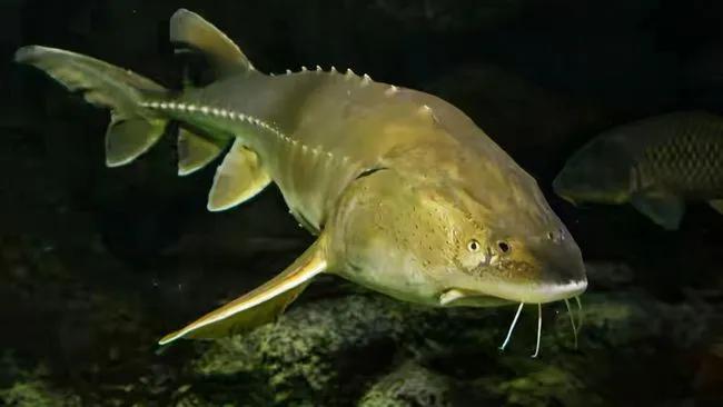 最大的鳇鱼多少斤,目前发现最大鳇鱼