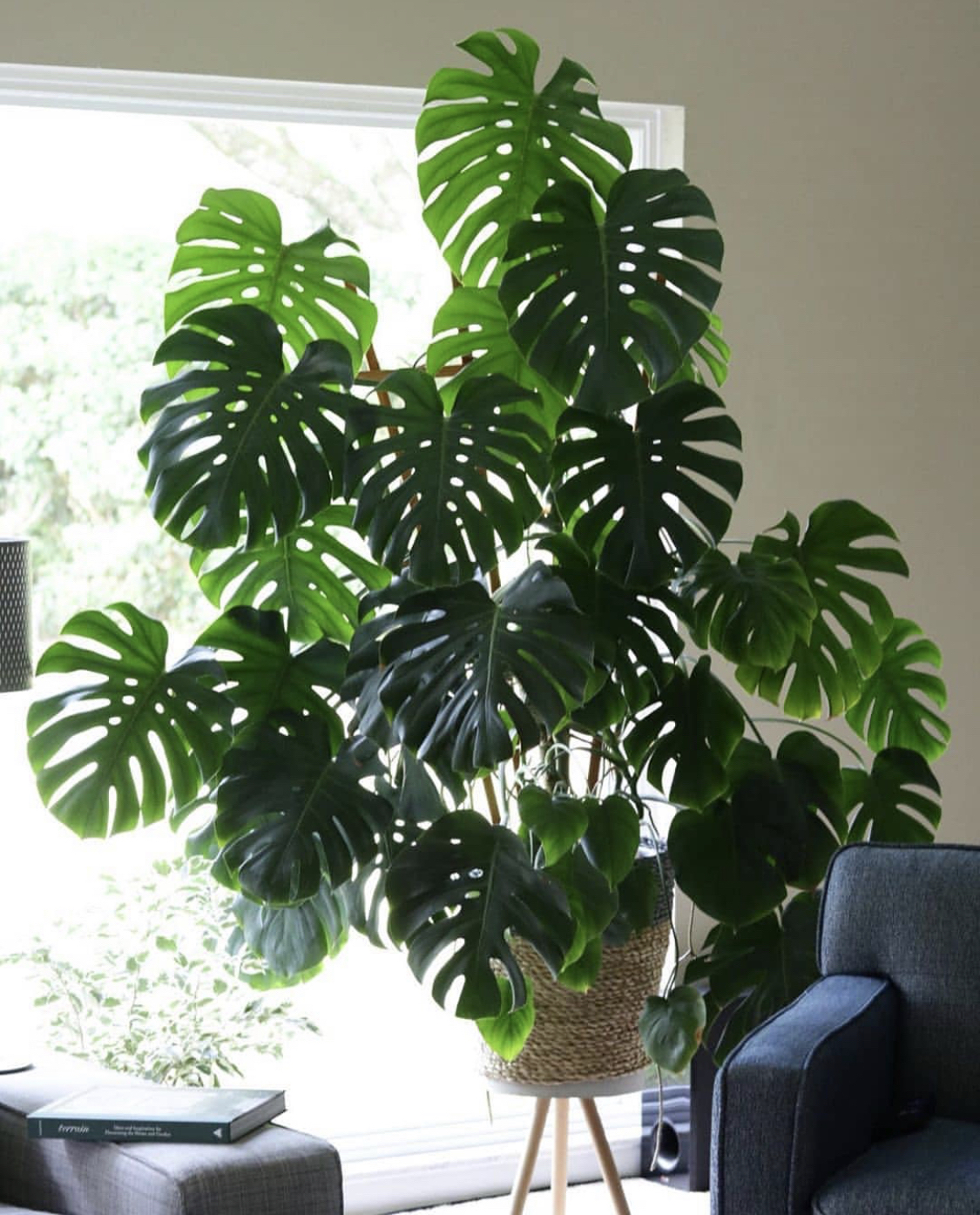 家里养的花怎么养才能旺,家庭养什么花好养不愿死